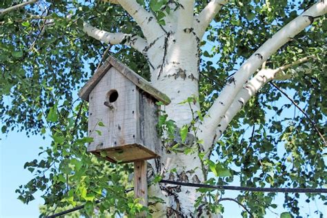 Premium Photo Wooden Birdhouse On A Birch Tree In The Park
