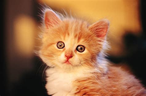 Baby Cute Orange Cat Ar