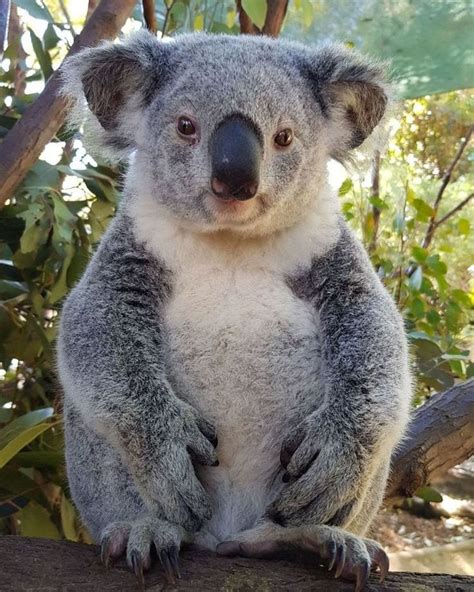 Koala On Instagram A Belly Full Of Eucalyptus🐨 Credit Koalakrusader