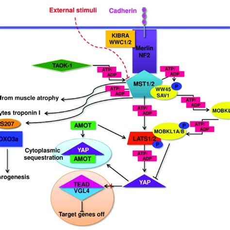 Diagram Illustrating Myostatin And Igf 1 Pathway Interactions