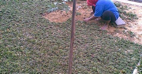 Rumput gajah banyak dibudidaya untuk keperluan makanan ternak. Cara Menanam dan Merawat Rumput Gajah Mini | Tukang Taman ...