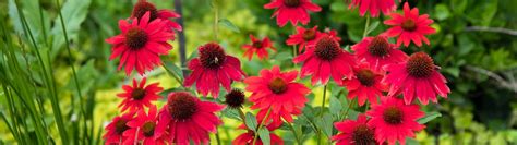 10 Perennial Flowers That Bloom All Summer Horticulture