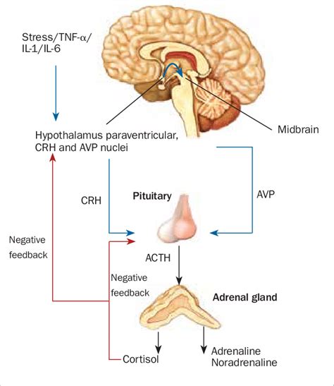 Hypothalamic Pituitary Adrenal Axis And The Stress System Download