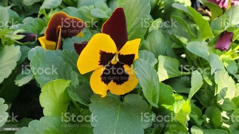 Bright Yellow Etain Viola Flower With Brown Centers Stock Photo