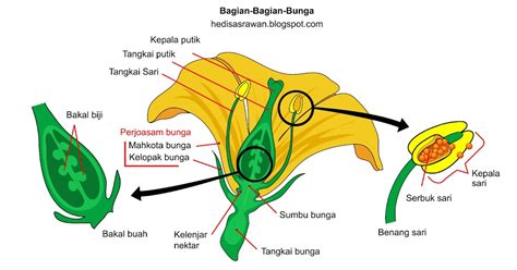 Morfologi Tumbuhan Belajar Mengenal Bagian Bagian Bunga Images And