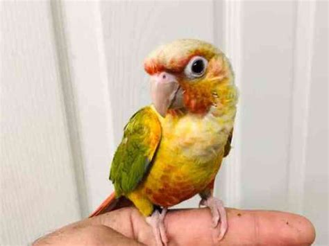 Uk Baby Conures For Sale