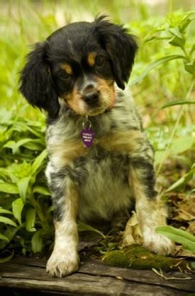 See more ideas about brittany dog, french brittany, brittany spaniel. French Brittany Info, History, Temperament, Training ...
