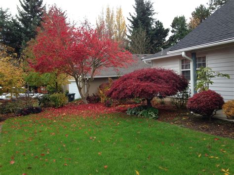 Our Front Yard With Japanese Maples Fall 2013 Side Yard Japanese