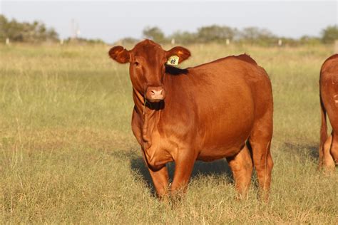 18 Registered Red Brangus Heifers Texas