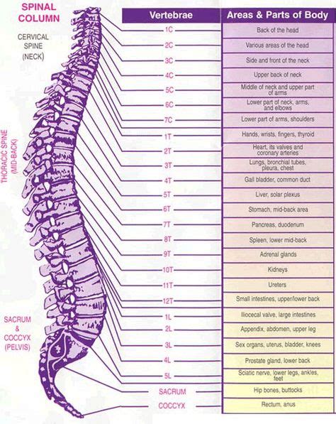 Graphic Of The Spine Reflexology Spines Wellness Fitness