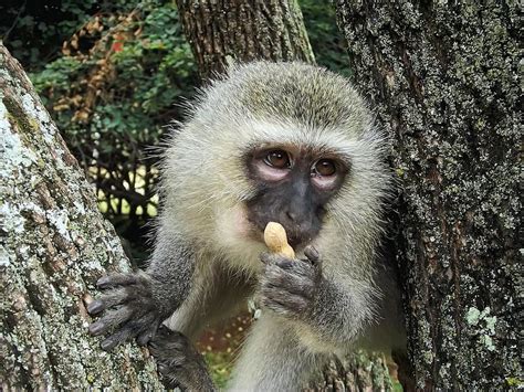 Vervet Monkey Vervet Monkey Ape Wild Animal Garden Hartbeespoort