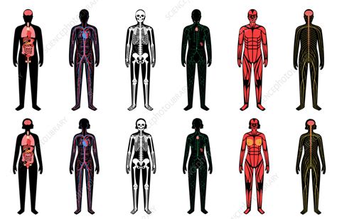 Human Body Systems Illustration Stock Image F0366451 Science