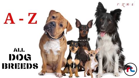 All Dog Breeds In The World A Z With Images Types Of Dogs Youtube