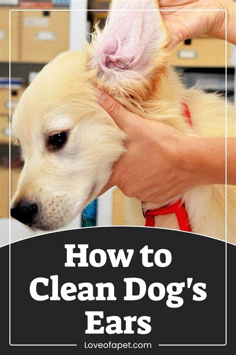 How To Clean Dogs Ears At Home 5 Steps Love Of A Pet In 2021