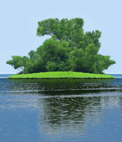Tiny Green Tree Island In A Lake Photography By John Holliger
