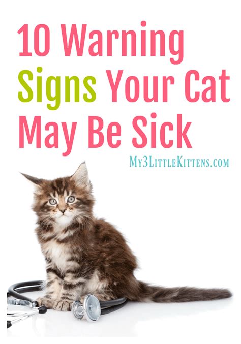 10 Warning Signs Your Cat May Be Sick Sick Cat Sick Kitten Kitten Care