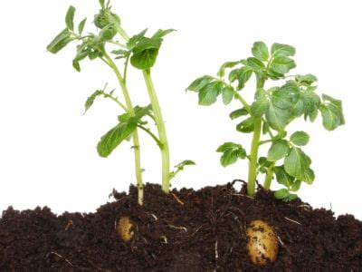 Imagine the fun you'll have watching all of the plants and flowers in your yard start to. Growing Potatoes In Compost - Can You Plant Potatoes In ...