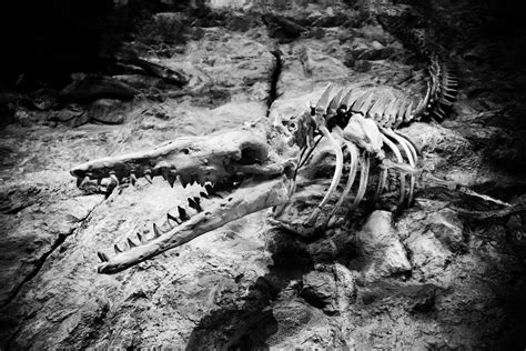 Dinosaur Fossil Free Stock Photo Public Domain Pictures