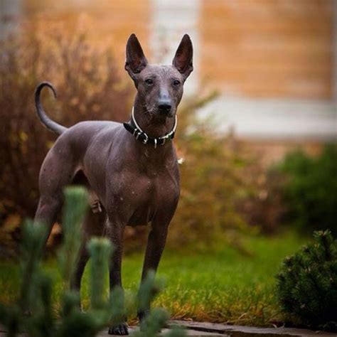 Xoloitzcuintli Hairless Dog Mexican Hairless Dog Xoloitzcuintli