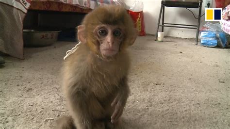 Endangered Baby Monkey Rescued Video Dailymotion