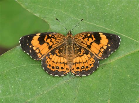 Silvery Checkerspot Alabama Butterfly Atlas