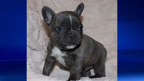 French bulldog breeder with puppies for sale. Blue French Bulldog puppy pinched from Cochrane area ...