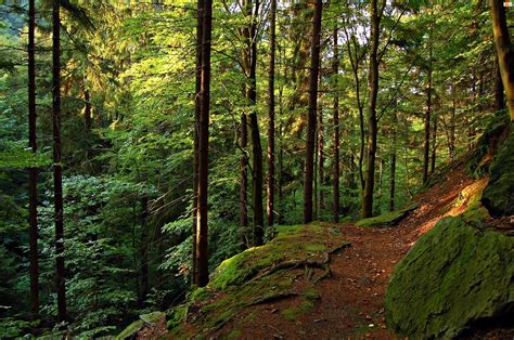 Bosque De Turingia En M Nchshof