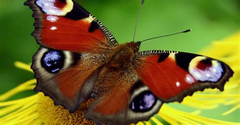 6 Colorful Butterfly Wallpapers Butterfly Wallpapers