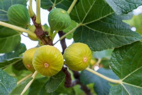 All About The Yellow Fig Minneopa Orchards