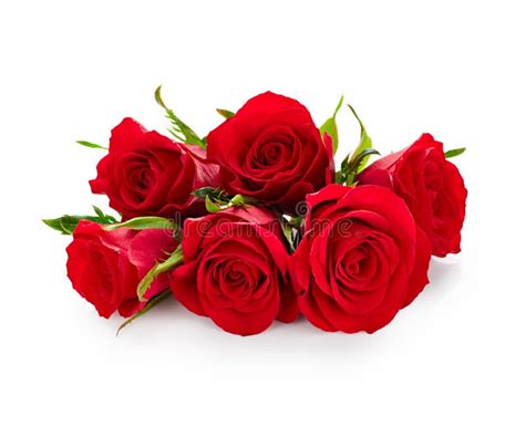 Valentine Day Red Roses Isolated On White Background Stock Image