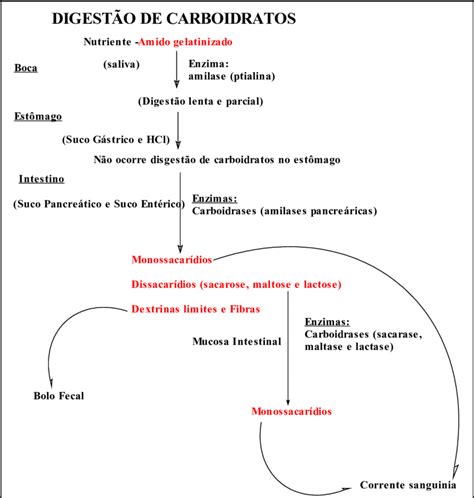 Onde Ocorre A Digestão Dos Carboidratos