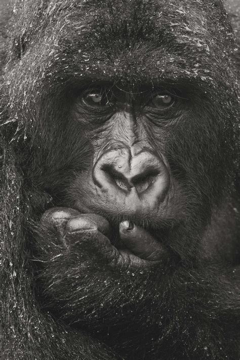Photographie De Gilles Martin Dun Gorille De Montagne Du Rwanda En
