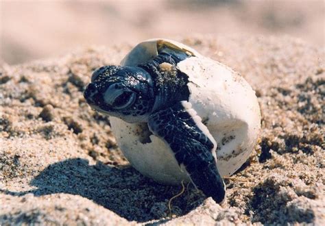 Its Sea Turtle Nesting Season For Floridas Gulf Coast