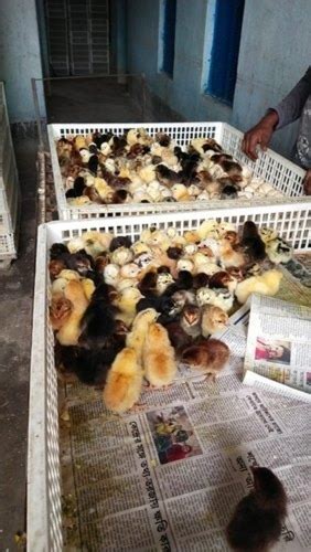 Multicolored Healthy Small Size Rir Breed Male And Female Poultry Farm Chicks Gender Both At