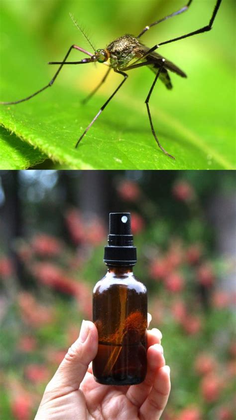 Homemade Natural Mosquito Repellent 2 Easy Recipes That Work Wonders
