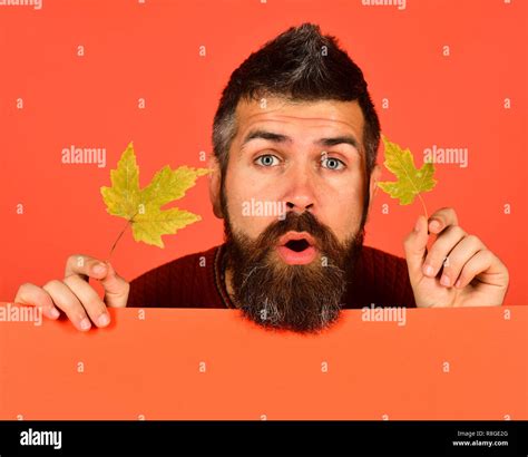 Autumn And Cold Weather Concept Man Holds Green Maple Tree Leaves On Orange Background Copy