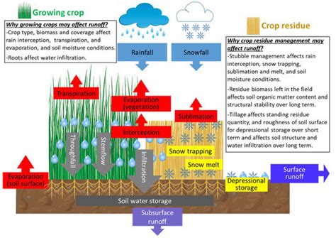 Water Free Full Text An Overview Of Crop And Crop Residue