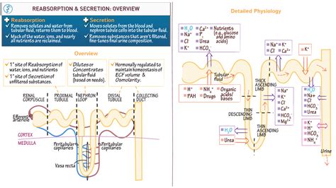 Renal System Overview Of Reabsorption And Secretion In The Nephron