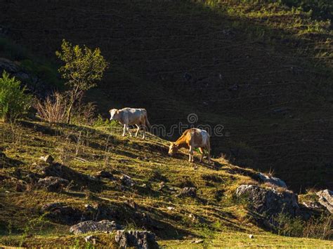 Two Purebred Cows Standing On An Alpine Pasture Together A Steep