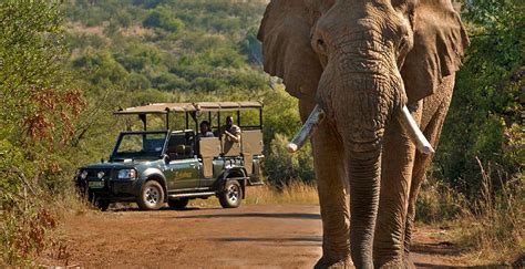 Weekend Bush Getaways Near Johannesburg Safari Index Africa
