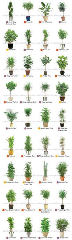 38 Best Indoor Tropical Plants Ideas Plants Indoor