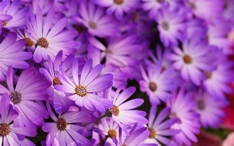 10 Most Popular Pic Of Purple Flowers Full Hd 1080p For Pc Background 2020