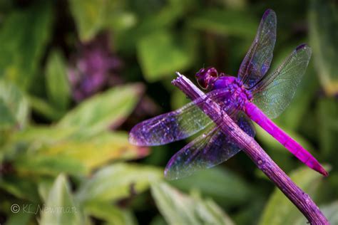 Purple Dragonfly Purpledragonflyhawaii7653 Dragonflys