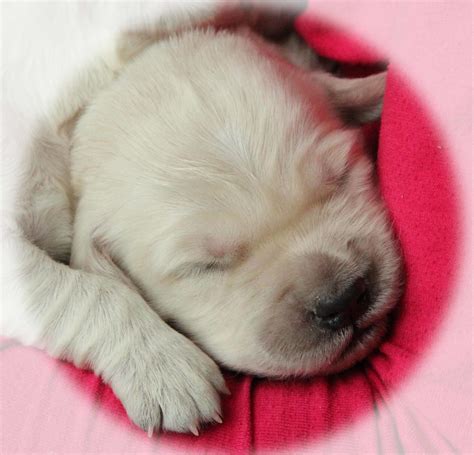 List 90 Pictures Golden Retriever Newborn Puppy Pictures Stunning