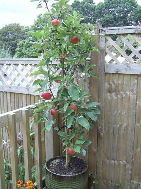 Complete Guide To Dwarf And Miniature Fruit Trees Chris Bowers