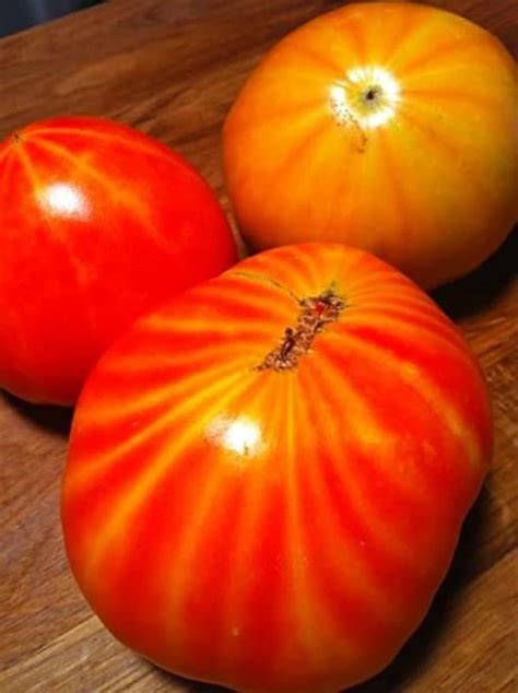 Mr Stripey Tomato Seeds Such A Beautiful Big