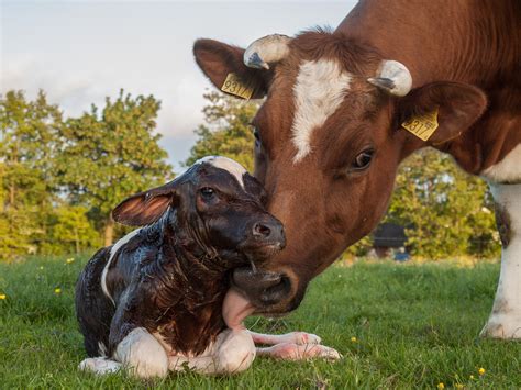 The Emotional Lives Of Dairy Cows Wired