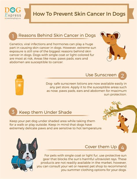 How To Prevent Skin Cancer In Dogs Infographic Dogexpress