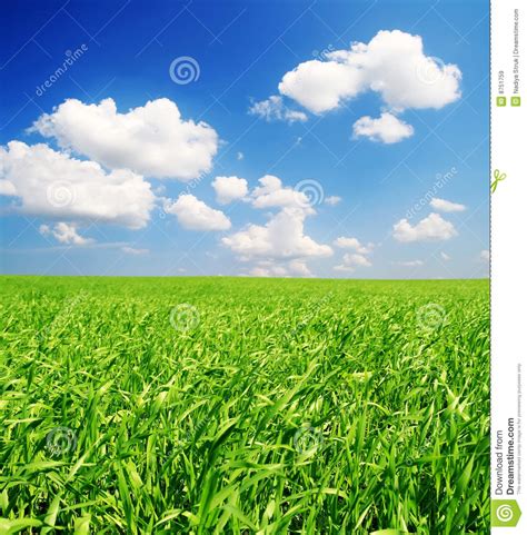Field Of Green Grass And Blue Cloudy Sky Royalty Free