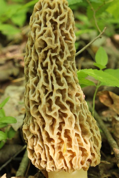 Morel Mushroom Found In Indiana Forest Image By Kelly